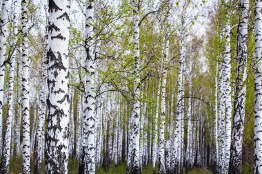 Baharda huş ağacı ormanı