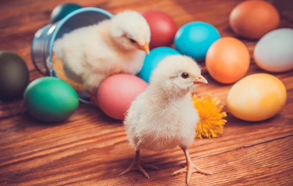 Huhn mit Ostereiern auf Holzgrund — Stockfoto