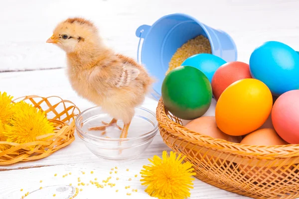 Small chick with easter eggs — Stock Photo, Image