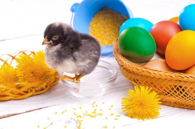 küçük civciv easter yumurta ile