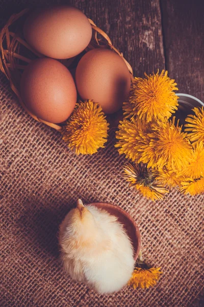 Małe pisklę z jajkiem na drewnianym stole — Zdjęcie stockowe
