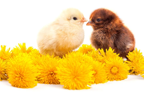 Little chickens isolated on the white — Stock Photo, Image