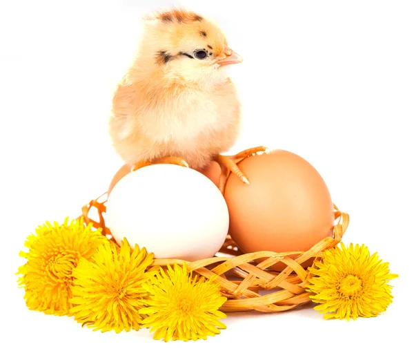 Little chicken isolated on the white — Stock Photo, Image