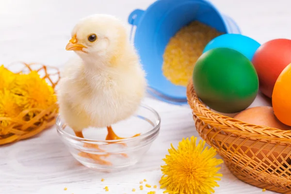 Kleines Küken mit Ostereiern — Stockfoto