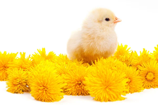 Little chicken isolated on the white — Stock Photo, Image