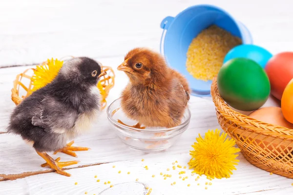 Kleine Küken mit Ostereiern — Stockfoto