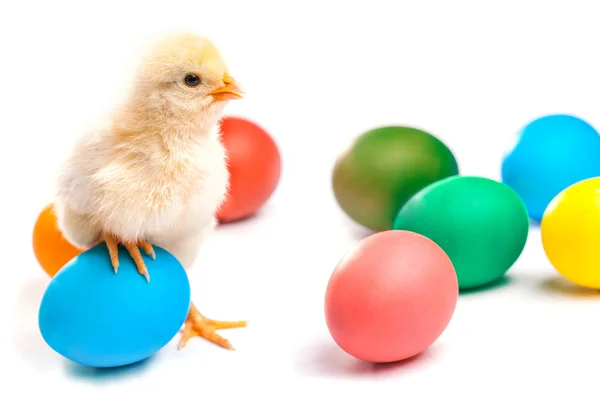 Small chick with easter eggs. isolated — Stock Photo, Image