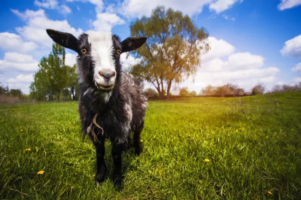 Chèvre sur la prairie verte d'été — Photo