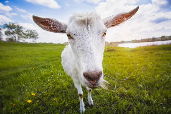 Chèvre sur la prairie verte d'été — Photo