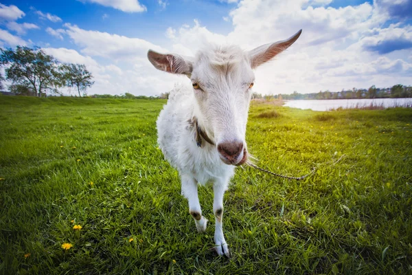 Cabra no prado de verão verde — Fotografia de Stock