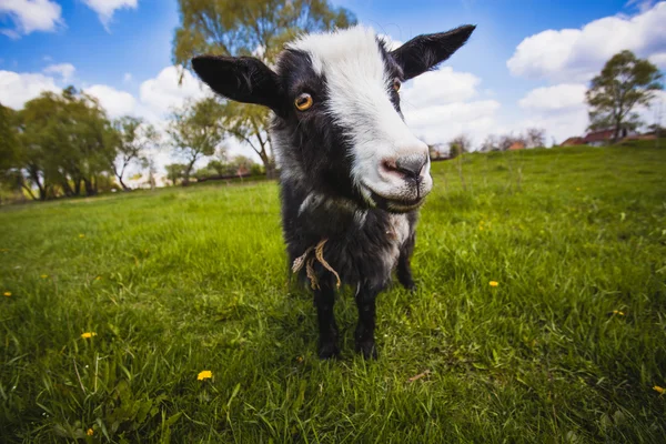 Koza na lato zielony łąka — Zdjęcie stockowe