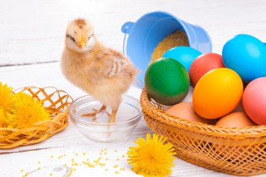 küçük civciv easter yumurta ile