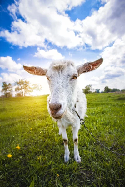 Chèvre sur la prairie verte d'été — Photo