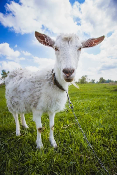 Chèvre sur la prairie verte d'été — Photo