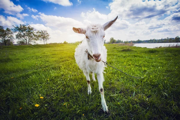 Cabra no prado de verão verde — Fotografia de Stock