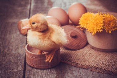 ahşap masa yumurta ile küçük ördek yavrusu