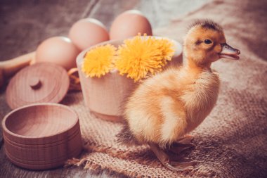 ahşap masa yumurta ile küçük ördek yavrusu