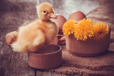 ahşap masa yumurta ile küçük ördek yavrusu