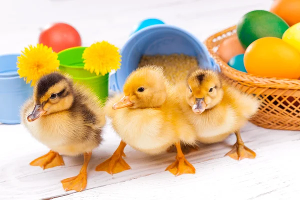 Small ducklings with easter eggs — Stock Photo, Image