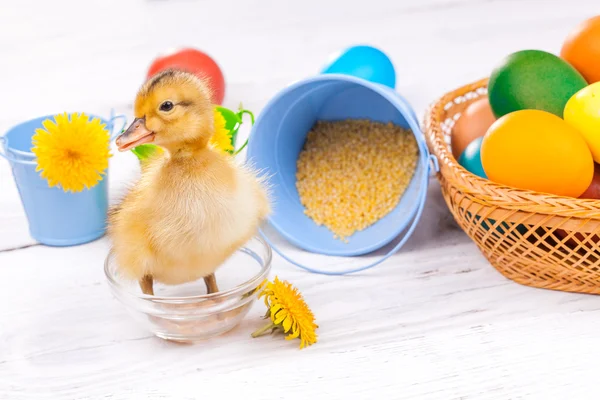Petit canard aux œufs de Pâques — Photo