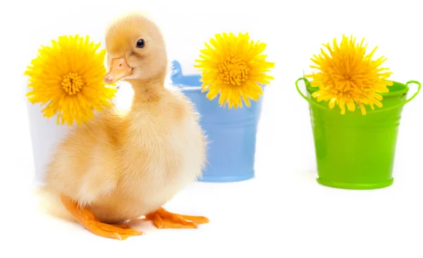 Little duckling on a white background — Stock Photo, Image