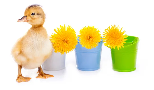 Little duckling on a white background — Stock Photo, Image