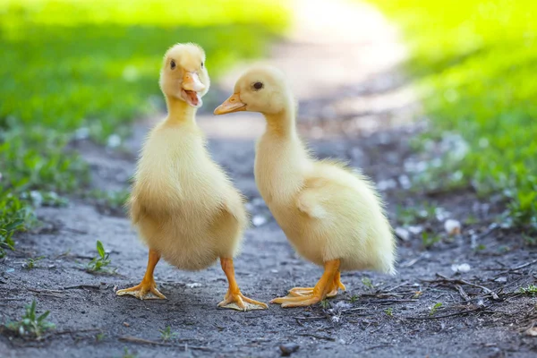 Fluffig kycklingar går i grönt gräs — Stockfoto