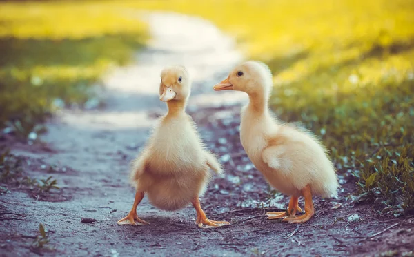 Fluffig kycklingar går i grönt gräs — Stockfoto