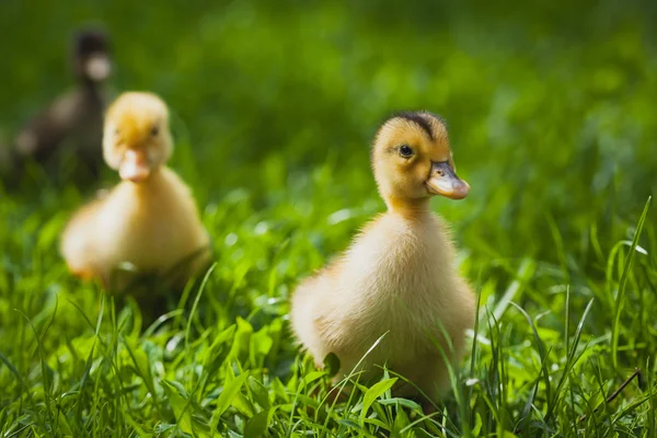 A zöld fűben szabadtéri kiskacsák — Stock Fotó