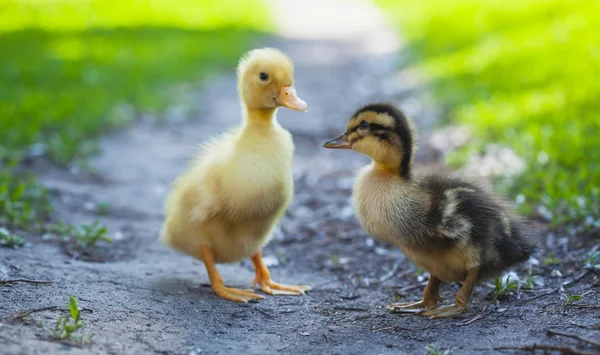 Kachňata venkovní v zelené trávě — Stock fotografie