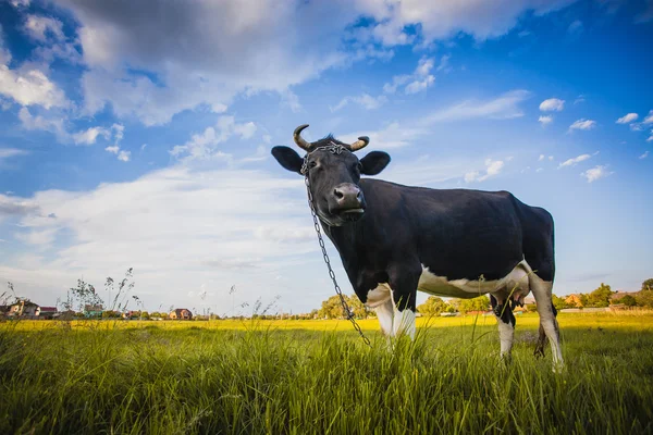 Vaca preta e branca pastando no prado — Fotografia de Stock