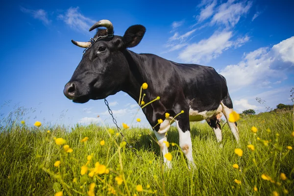 Vache noire et blanche broutant sur la prairie — Photo