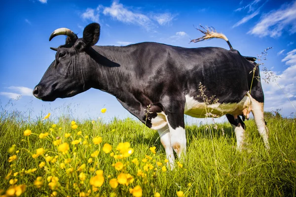 Черно-белая корова пасущаяся на лугу — стоковое фото
