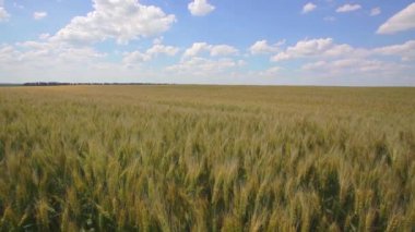 Bir çiftlik alanında büyüyen tahıl alanı, yeşil tahıl