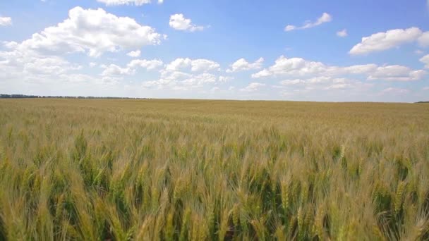 Campo de grano, grano verde creciendo en un campo de granja — Vídeo de stock
