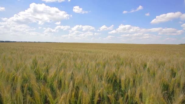 Campo di grano, coltivazione di grano verde in un campo agricolo — Video Stock