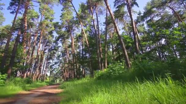 Caméra filant à angle bas à travers de vieux arbres .