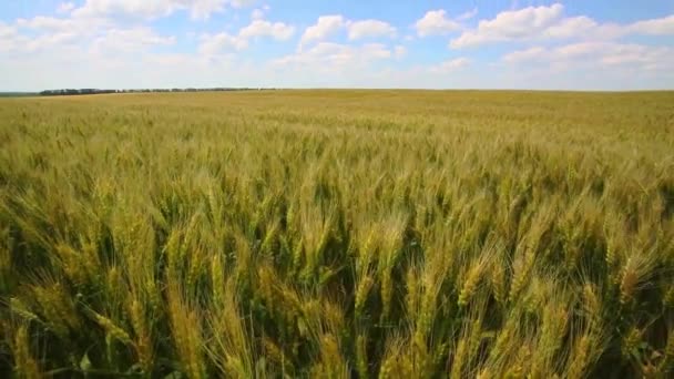 Campo de grãos, grão verde crescendo em um campo de fazenda — Vídeo de Stock