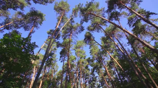 Caméra filant à angle bas à travers de vieux arbres . — Video