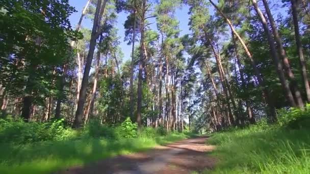 Caméra filant à angle bas à travers de vieux arbres . — Video