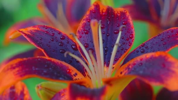 Orange lilies blowing in the wind — Stock Video
