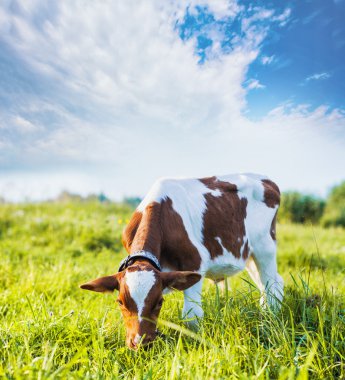 calf grazing on the meadow clipart