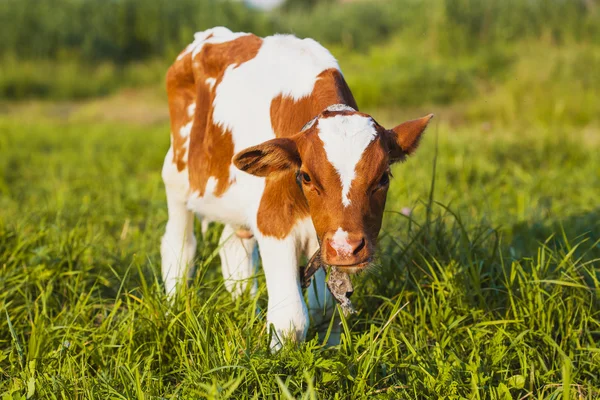 Calf grazing on the meadow — Stock Photo, Image