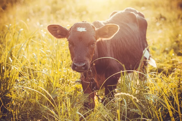 Calf grazing on the meadow — Stock Photo, Image