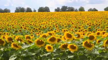 bir arka plan bulutlu gökyüzü üzerinde ayçiçeği çiçeklenme