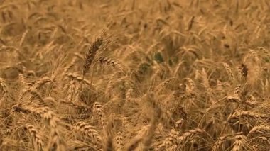 Bir çiftlik alanında büyüyen tahıl alanı, yeşil tahıl