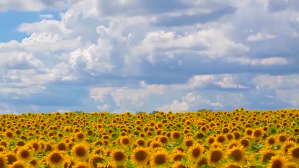 Girassóis florescentes em um fundo céu nublado — Vídeo de Stock