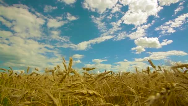 Campo di grano, coltivazione di grano verde in un campo agricolo — Video Stock