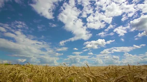 Το πεδίο καταπράσινη σιτάρι σιταριού αυξάνεται σε ένα αγρόκτημα πεδίο — Αρχείο Βίντεο