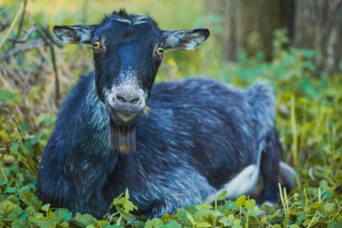 keçi ayakta yeşil çimenlerin üzerinde